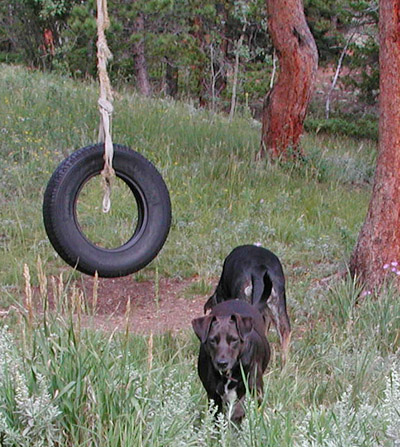 dogs